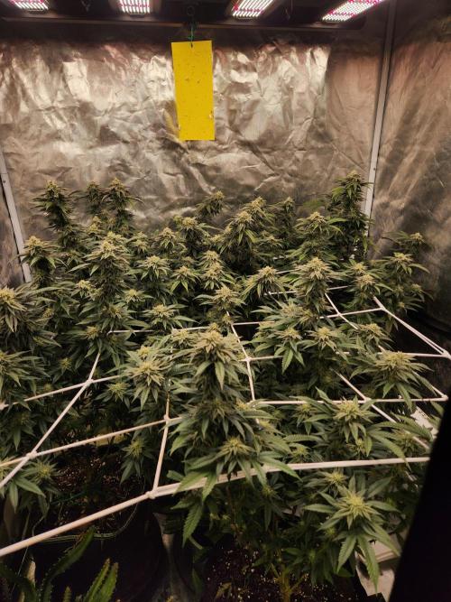 Lychee. Week 7