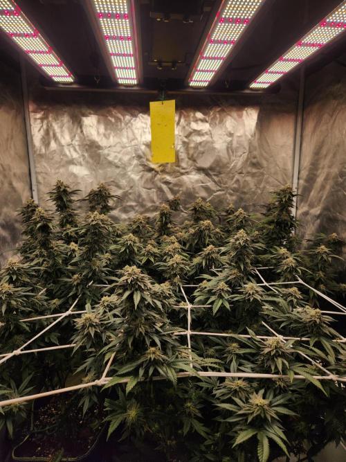 Lychee. Week 8