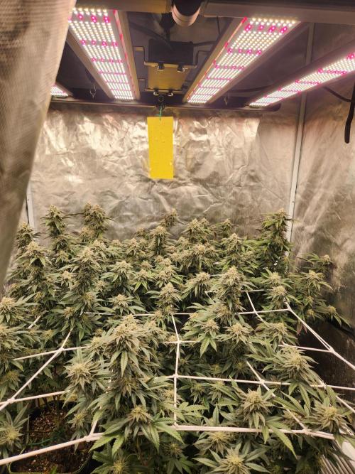 Lychee. Week 8