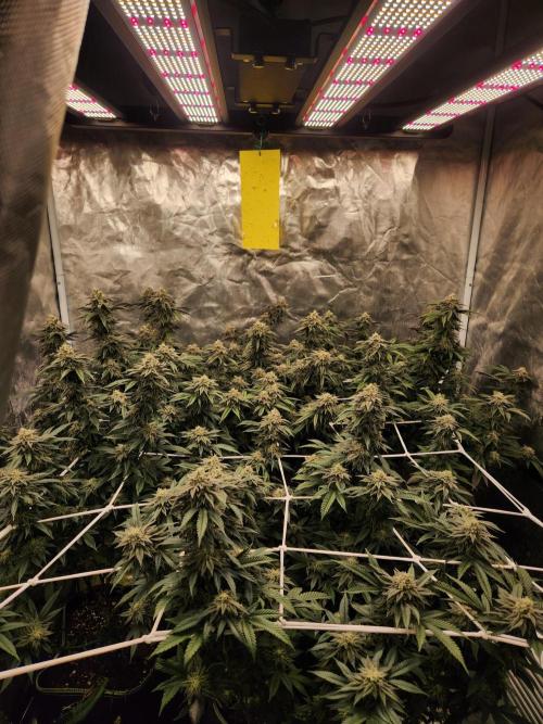 Lychee. Week 8