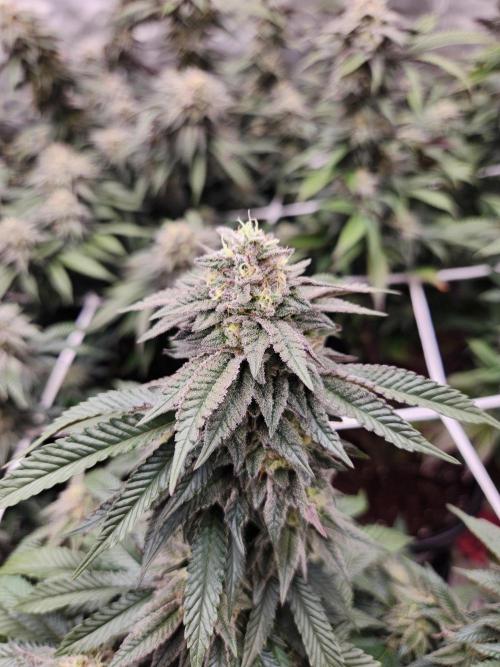 Lychee. Week 8