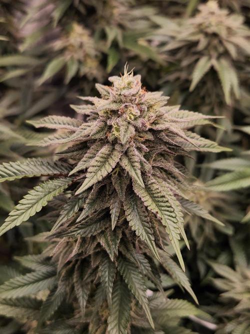 Lychee. Week 8