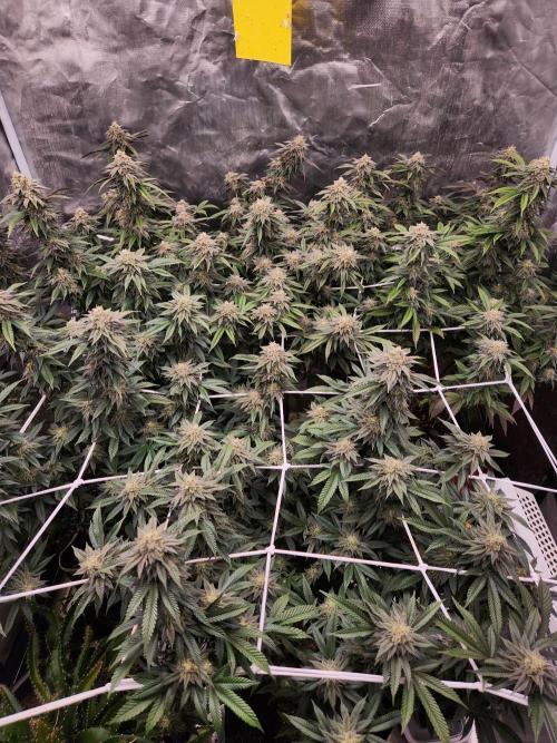 Lychee. Week 8