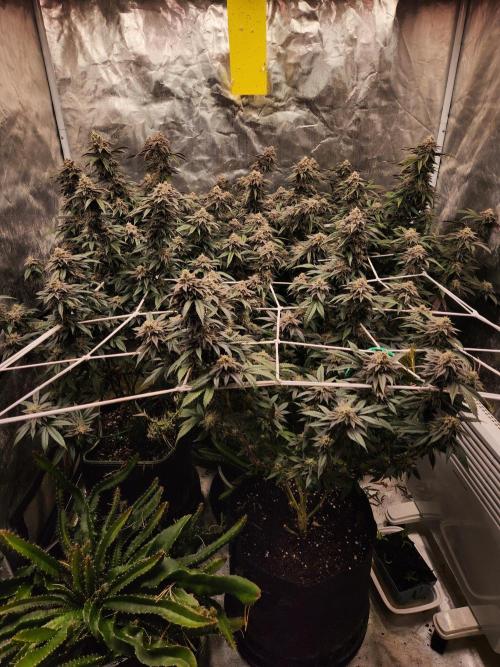 Lychee. Week 9