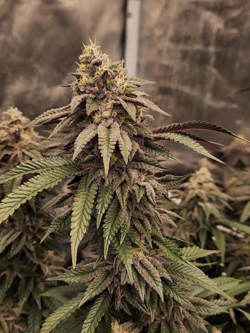 Lychee. Week 9