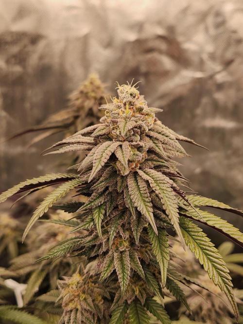 Lychee. Week 9