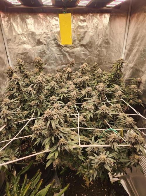 Lychee. Week 9