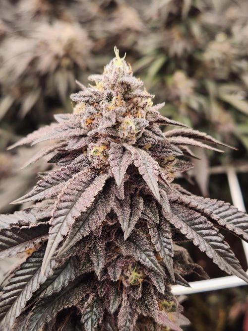 Lychee. Week 10