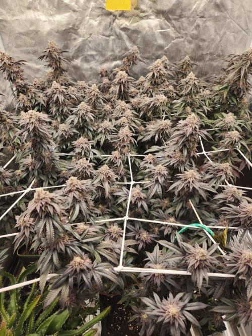 Lychee. Week 10