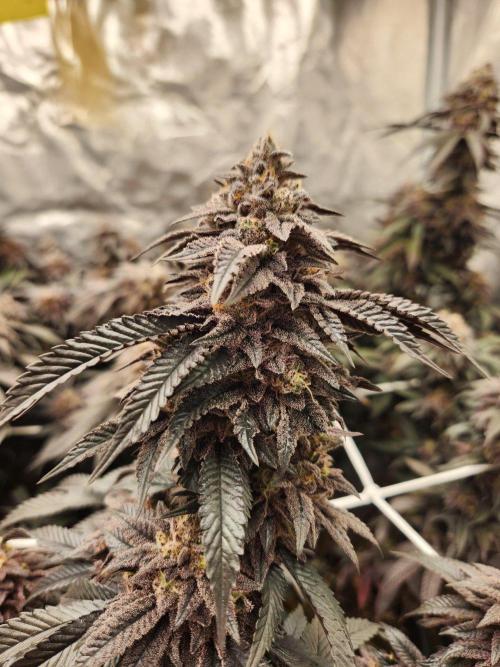 Lychee. Week 11