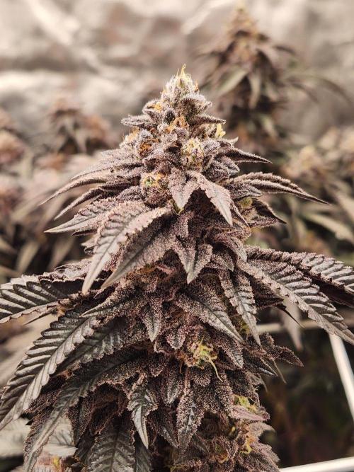 Lychee. Week 11