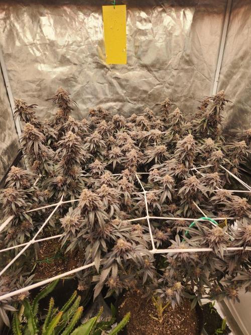 Lychee. Week 11