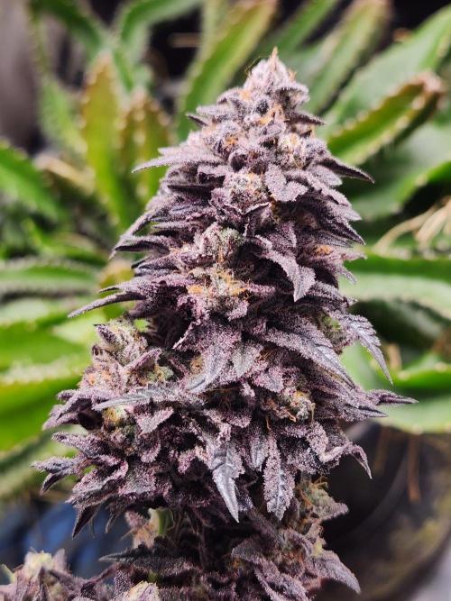 Lychee. Week 12