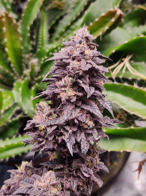 Lychee. Week 12