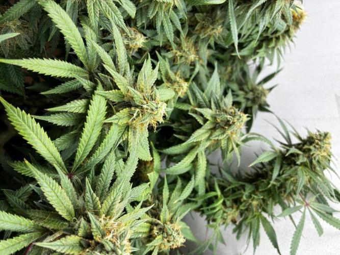 Milky way f1 hybrid auto but not auto xD. Week 6