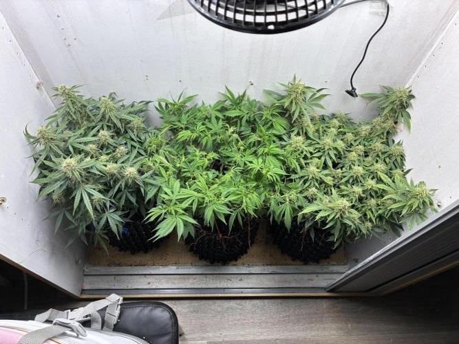 Wedding cake auto+milkywayf1 hybrid auto. Week 8