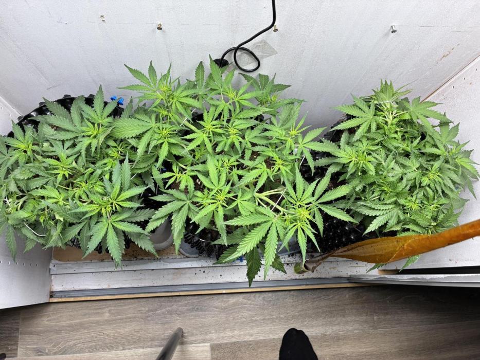 Wedding cake. Week 5