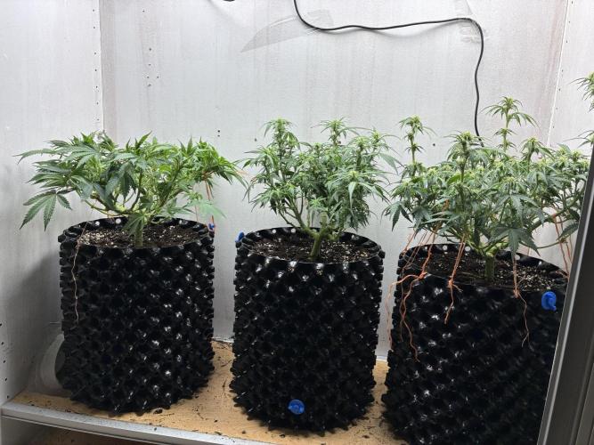 Wedding cake auto+milkywayf1 hybrid auto. Week 5