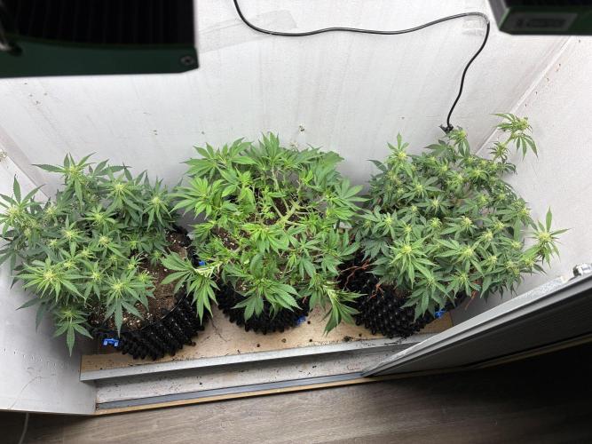 Wedding cake auto+milkywayf1 hybrid auto. Week 5