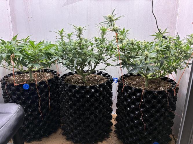 Wedding cake auto+milkywayf1 hybrid auto. Week 6