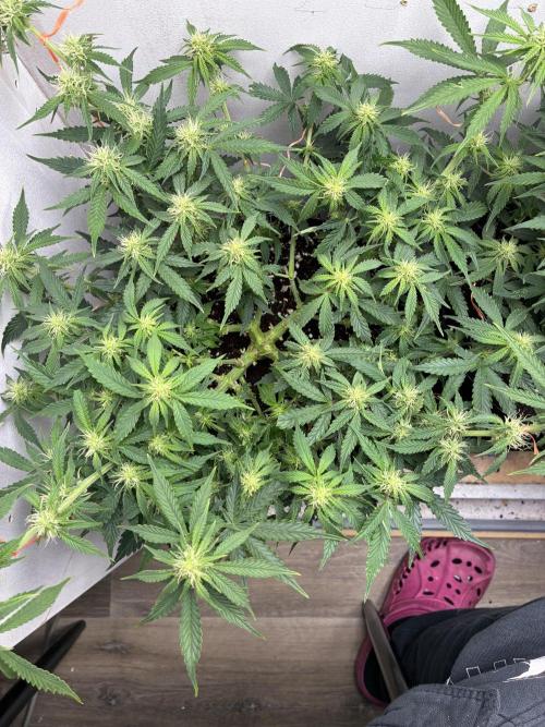 Wedding cake auto+milkywayf1 hybrid auto. Week 6 - Lollipopping 👌👌