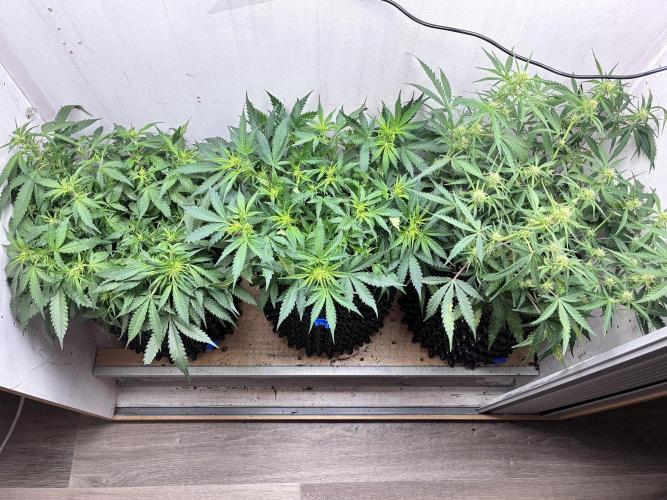 Wedding cake. Week 6