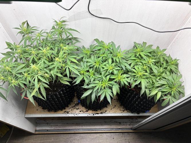 Wedding cake. Week 6