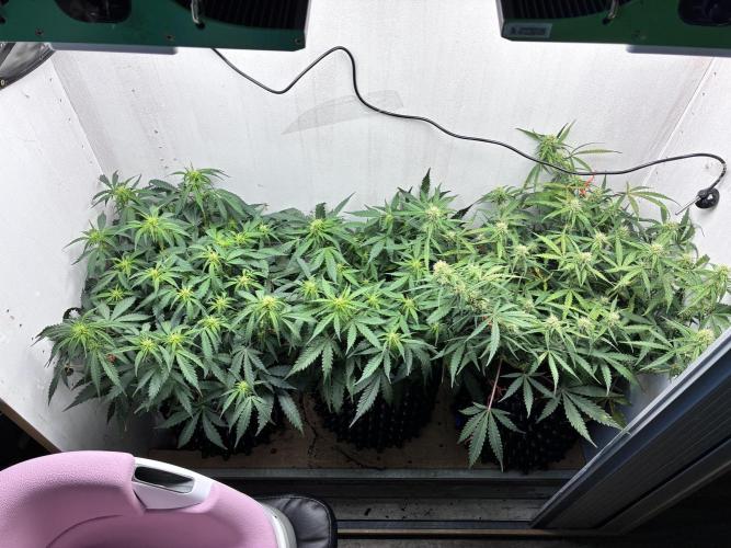 Wedding cake. Week 7