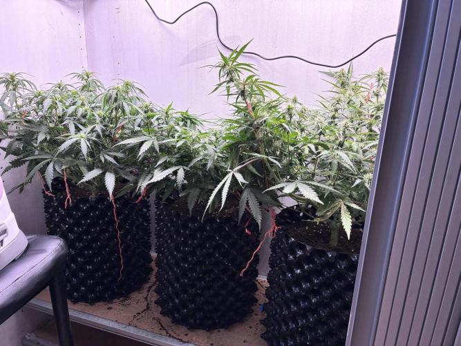 Wedding cake. Week 7