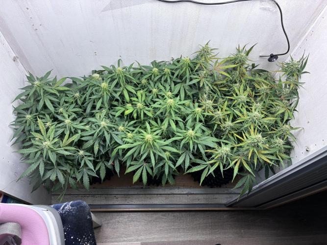 Wedding cake. Week 8