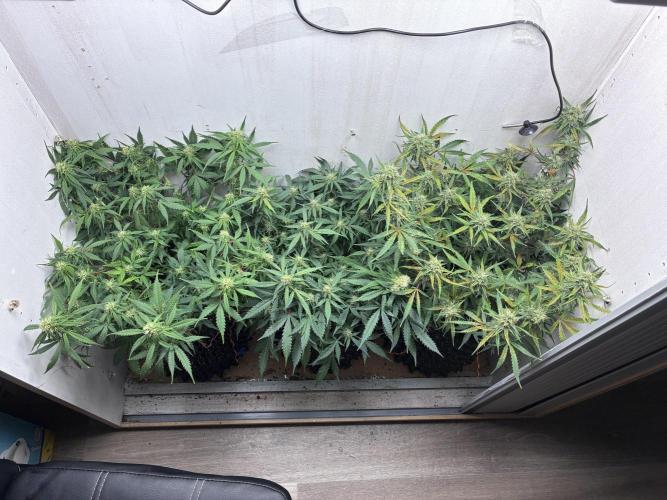 Wedding cake. Week 8