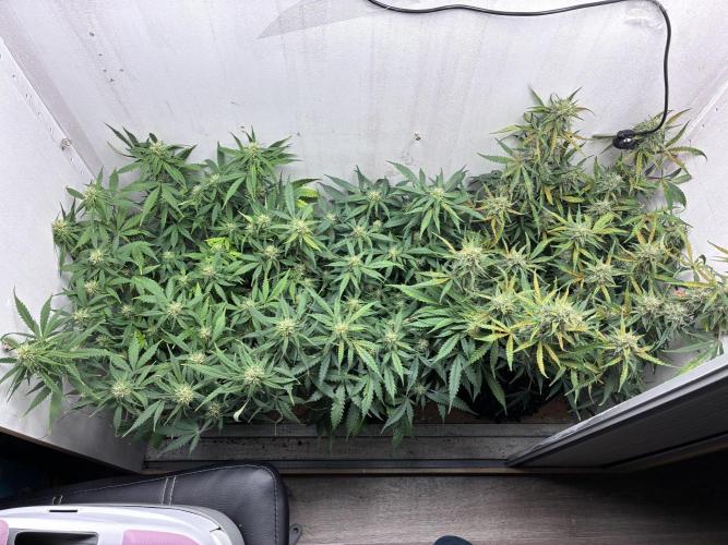 Wedding cake. Week 8