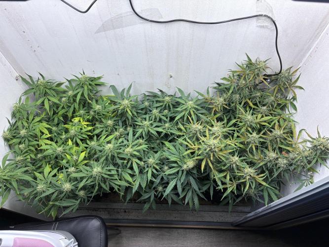 Wedding cake. Week 8