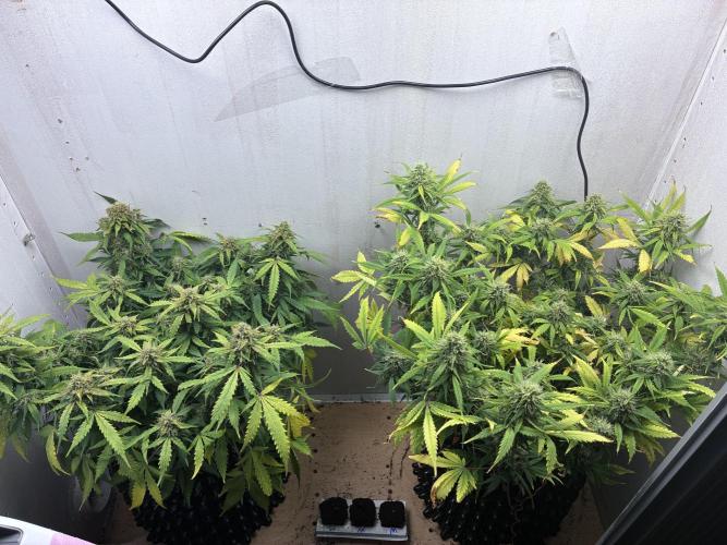 Wedding cake. Week 9