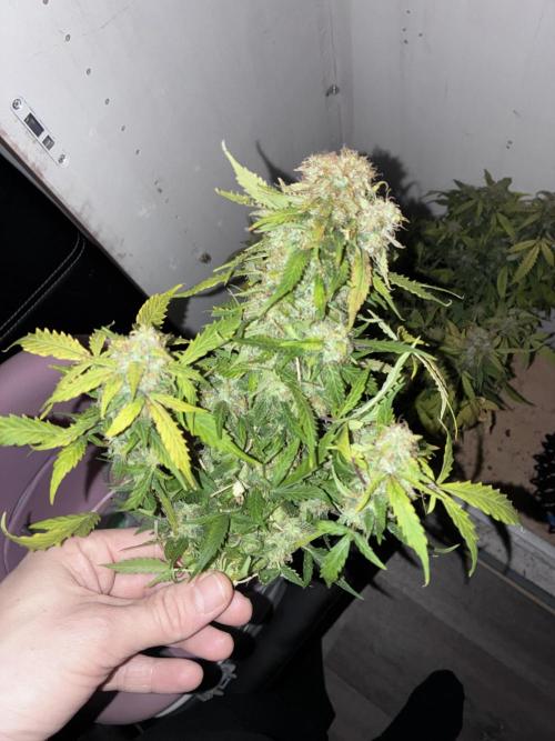 Wedding cake. Week 9