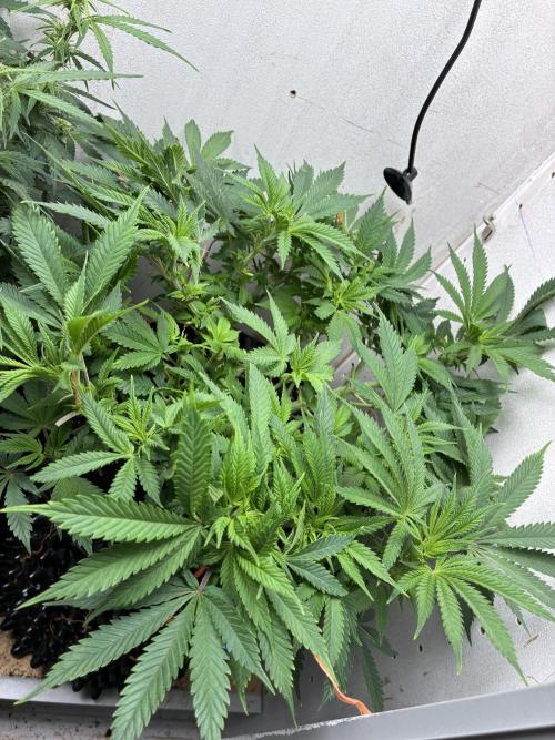 Wedding cake auto+milkywayf1 hybrid auto. Week 6 - Milky way 👍