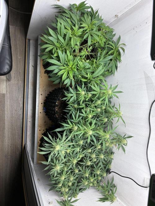 Wedding cake auto+milkywayf1 hybrid auto. Week 7