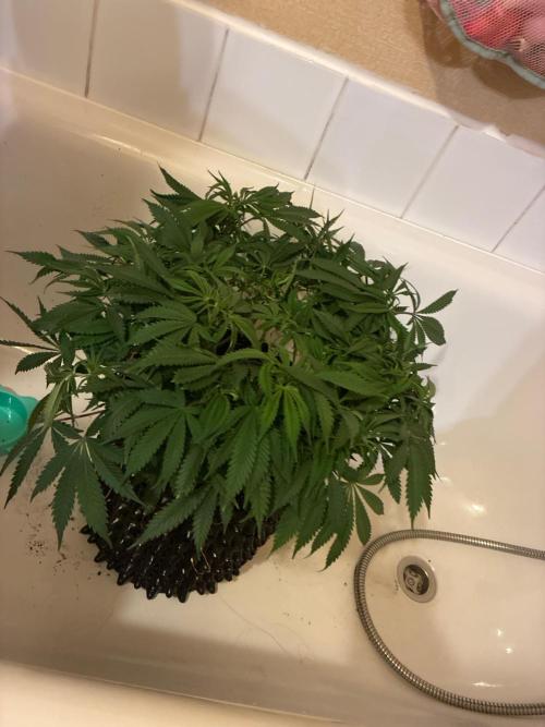 Wedding cake auto+milkywayf1 hybrid auto. Week 7