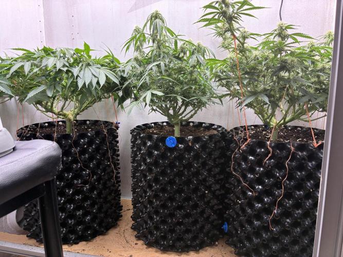 Wedding cake auto+milkywayf1 hybrid auto. Week 7