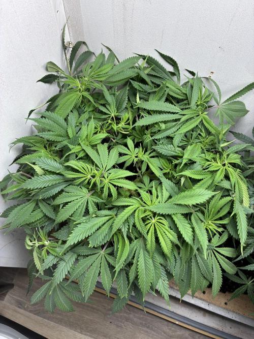 Wedding cake auto+milkywayf1 hybrid auto. Week 7