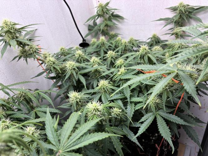 Wedding cake auto+milkywayf1 hybrid auto. Week 7