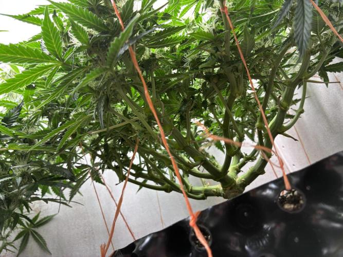 Wedding cake auto+milkywayf1 hybrid auto. Week 7