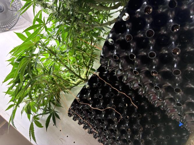 Wedding cake auto+milkywayf1 hybrid auto. Week 7