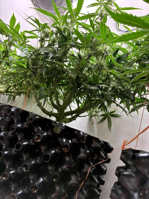 Wedding cake auto+milkywayf1 hybrid auto. Week 7 - No trenink here