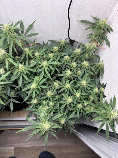 Wedding cake auto+milkywayf1 hybrid auto. Week 7 - Wedding cake