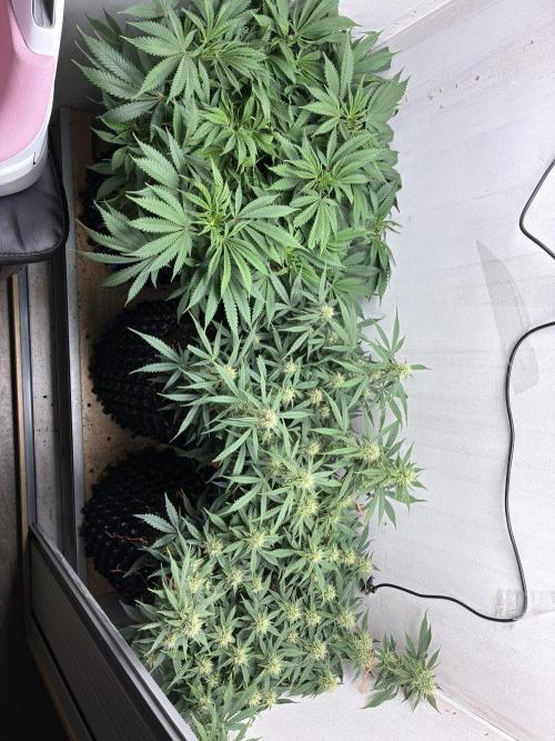 Wedding cake auto+milkywayf1 hybrid auto. Week 7