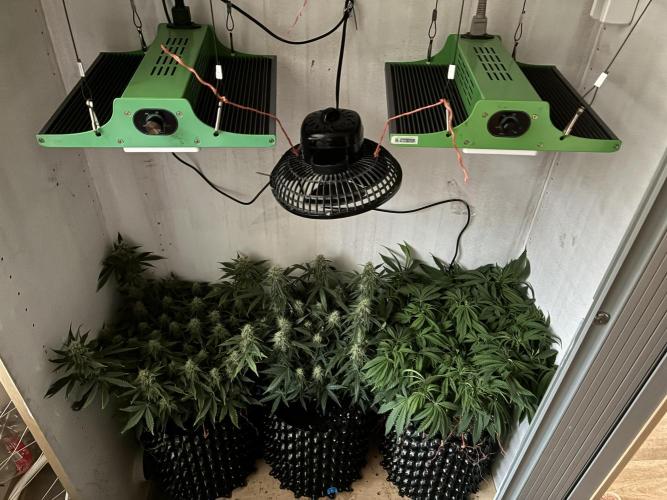 Wedding cake auto+milkywayf1 hybrid auto. Week 8 - "The power of training: Comparison between LST + Topping vs. Natural growth in t