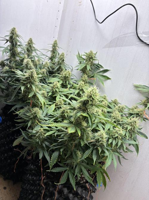 Wedding cake auto+milkywayf1 hybrid auto. Week 8