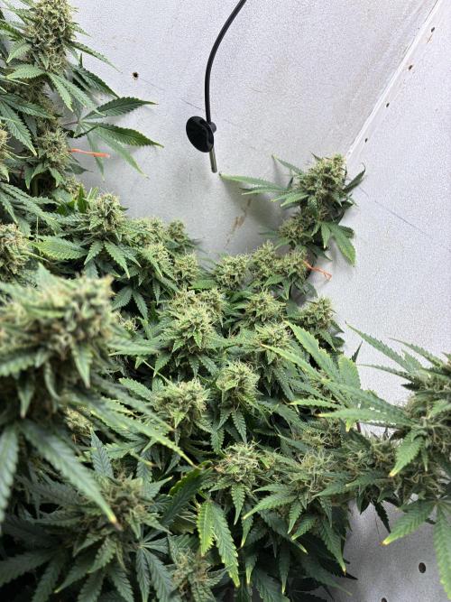 Wedding cake auto+milkywayf1 hybrid auto. Week 8