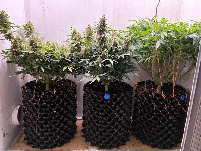 Wedding cake auto+milkywayf1 hybrid auto. Week 9